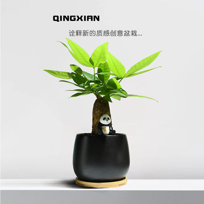 Árbol de la fortuna Planta de interior en maceta Sala de estar Planta verde resistente a la sombra Oficina Flores de escritorio Evergreen Evergreen Evergreen Evergreen Evergreen