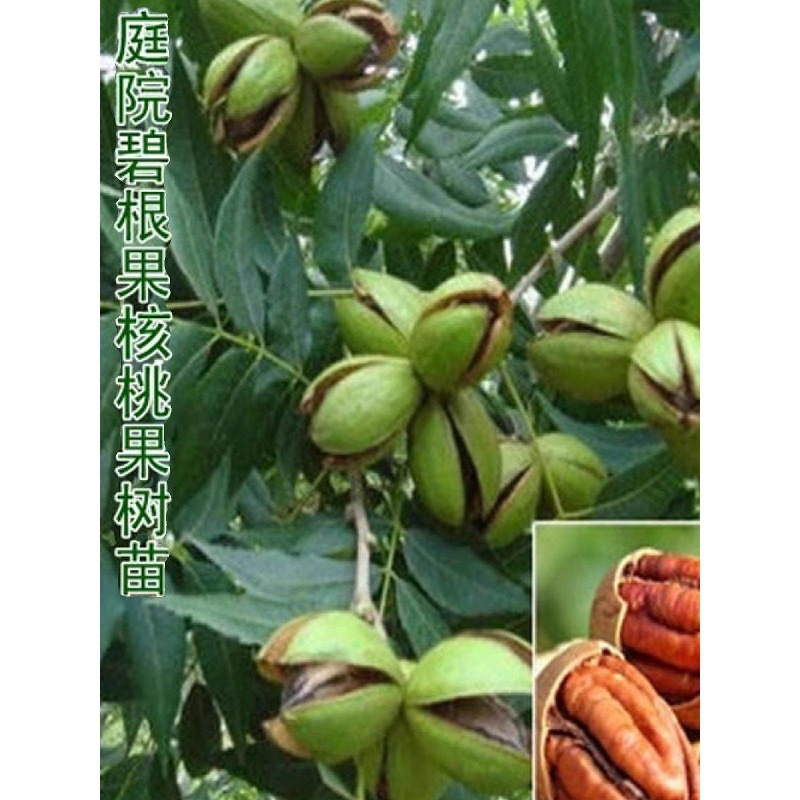 核桃树苗新品种美国碧根果树苗嫁接核桃苗当年结果南北方四季种植