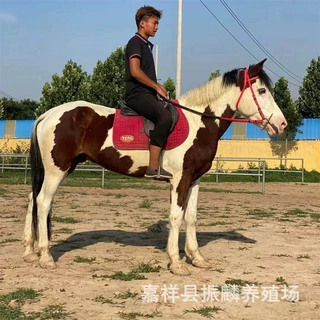 山东骑乘矮马养殖场 景区休闲骑乘马 马匹饲养条件