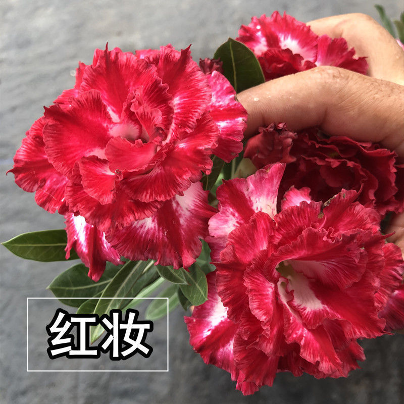 # 23 붉은벽돌-사막(3년생 모종) 그해에 개화