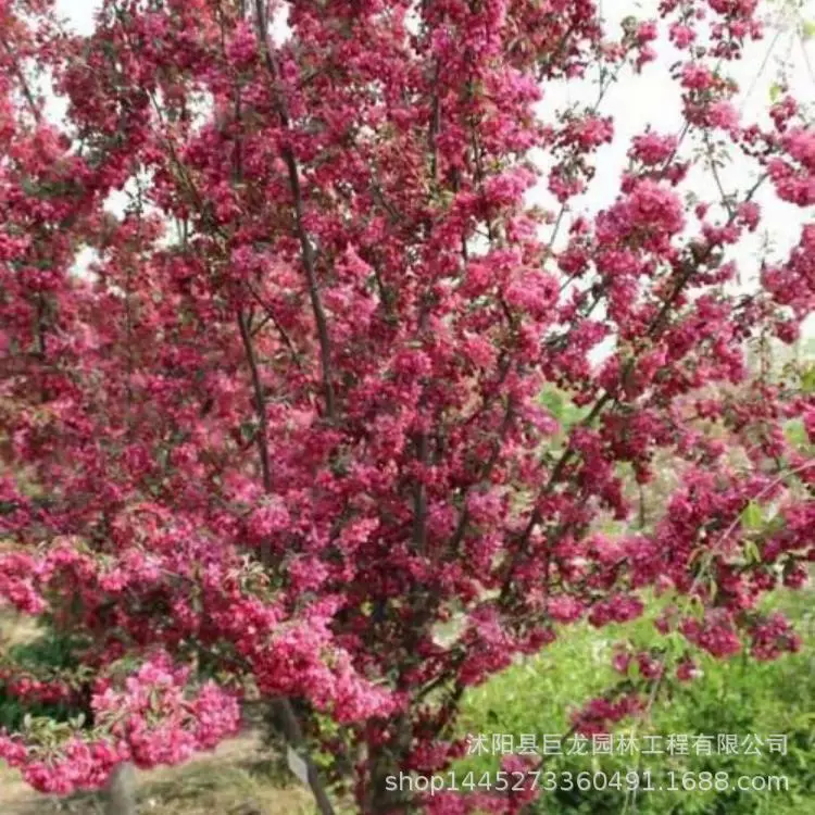 Основные поставки декоративного североамериканского грушевого дерева, красочного грушевого дерева, грушевого дерева, легко выращиваемого на севере и юге, и по выгодным ценам.
