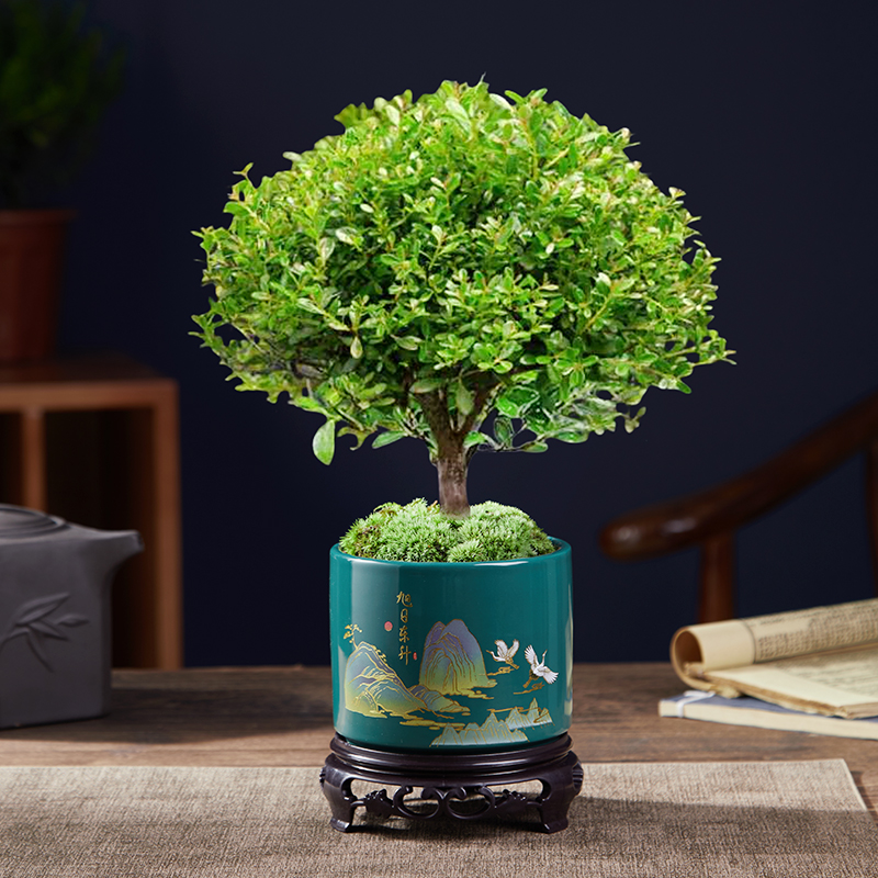 A급 고품질 작은잎 피니퍼스 + 떠오르는 태양 동성 도자기 화분 + 둥근 바닥 지지대 + 이끼 + 비료