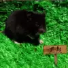 Black bear