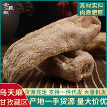 正宗甘孜天麻野生一级乌天麻干货产地直发四川500g藏区天麻可代发