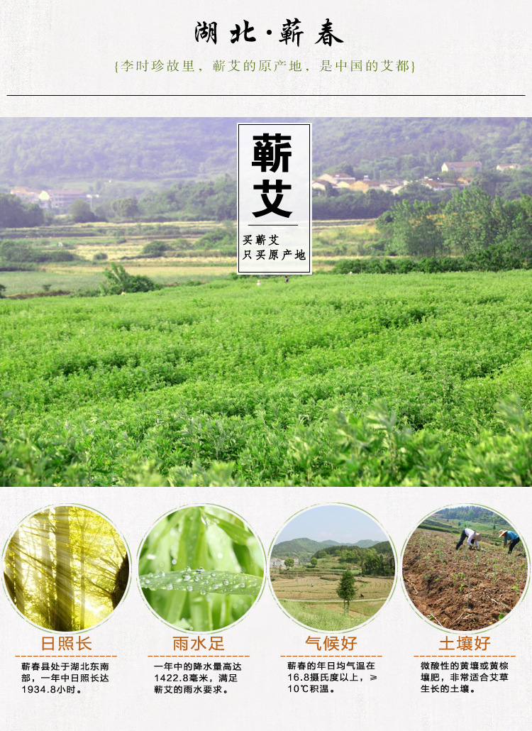 Dried Mugwort Leaf Ai Ye 250g Bag Qichun Wormwood for Moxa and Herbal Use specifications