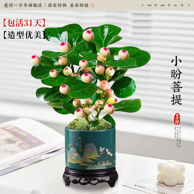 [다과대과] 샤오판보디 + 떠오르는 태양 동승 도자기 대야 + 원형 베이스 (포장석 + 영양액 포함)