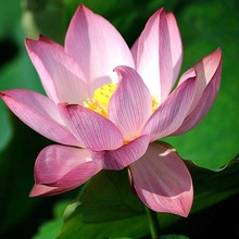 ļͺɻNźˮBԺɏźN^pɻNɏ