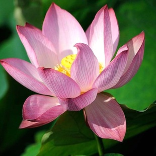 Four Seasons Pond Large Lotus Seedling Seedlings Water-Raised Potted Lotus Pond Lotus Root Seedlings Ornamental Lotus Root Lotus Seedlings