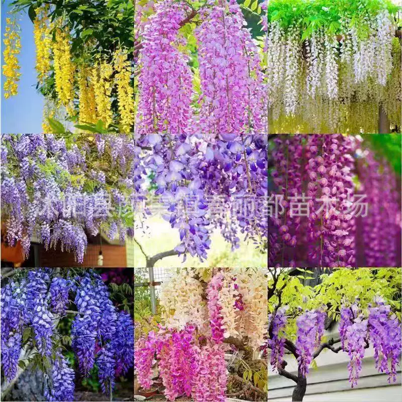 批发电商专用爬藤类植物藤本植物耐寒耐旱四季播种紫藤花种子花卉