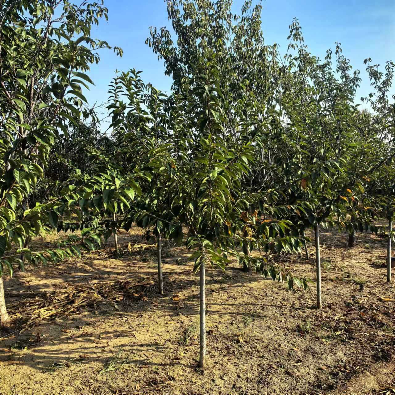 基地直销早樱/晚樱樱花树苗/D3-25公分/产地供应红花染井