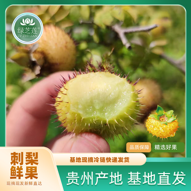 贵州刺梨鲜仿野生基地现摘现发3斤5斤10斤装新鲜果冷链发货代发