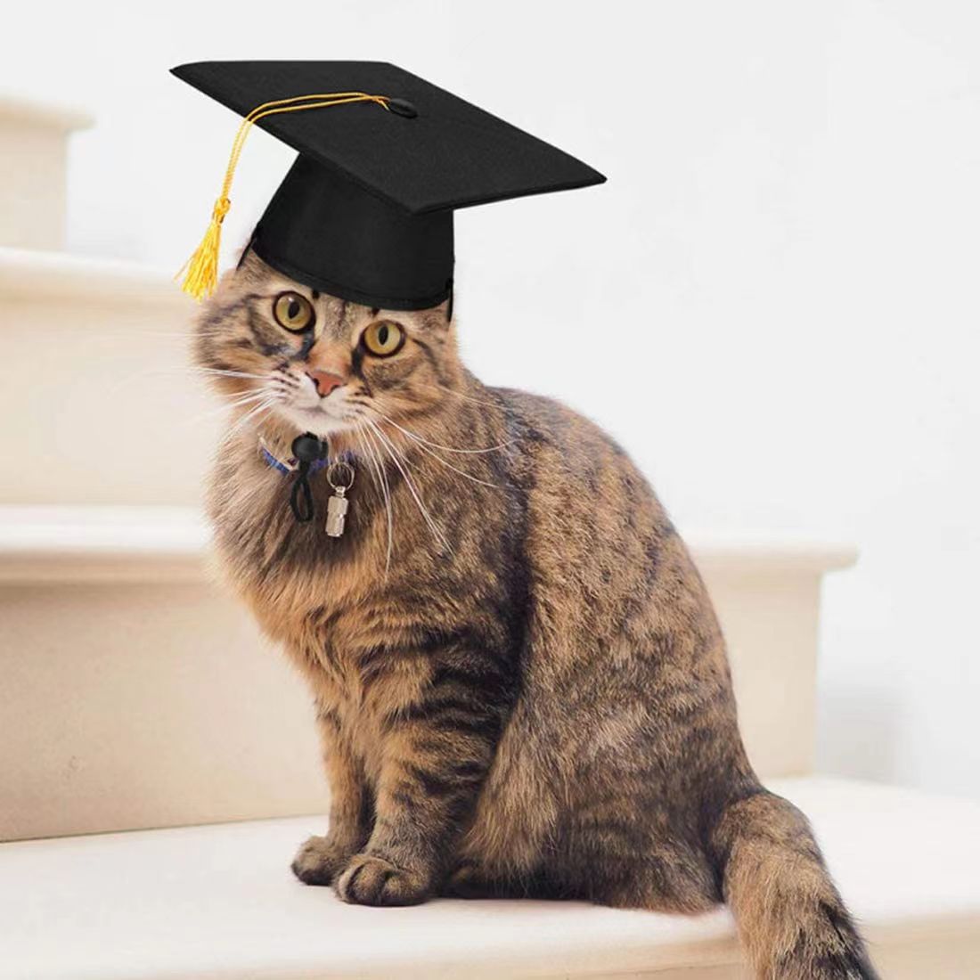 Pet Doctor Hat Image 3