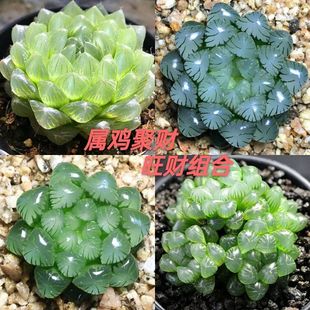 Jade Dew Succulent Plant Combination Twelve Volumes Flower Potted Jade Dew Ice Lamp Glacier Indoor Potted Forest Sheng