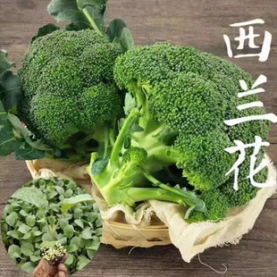 ���m���N�� �ļ���Ҭ�˾G��ʯ�߲˷N���Ӹ߻���˷N�ͺ��߮a