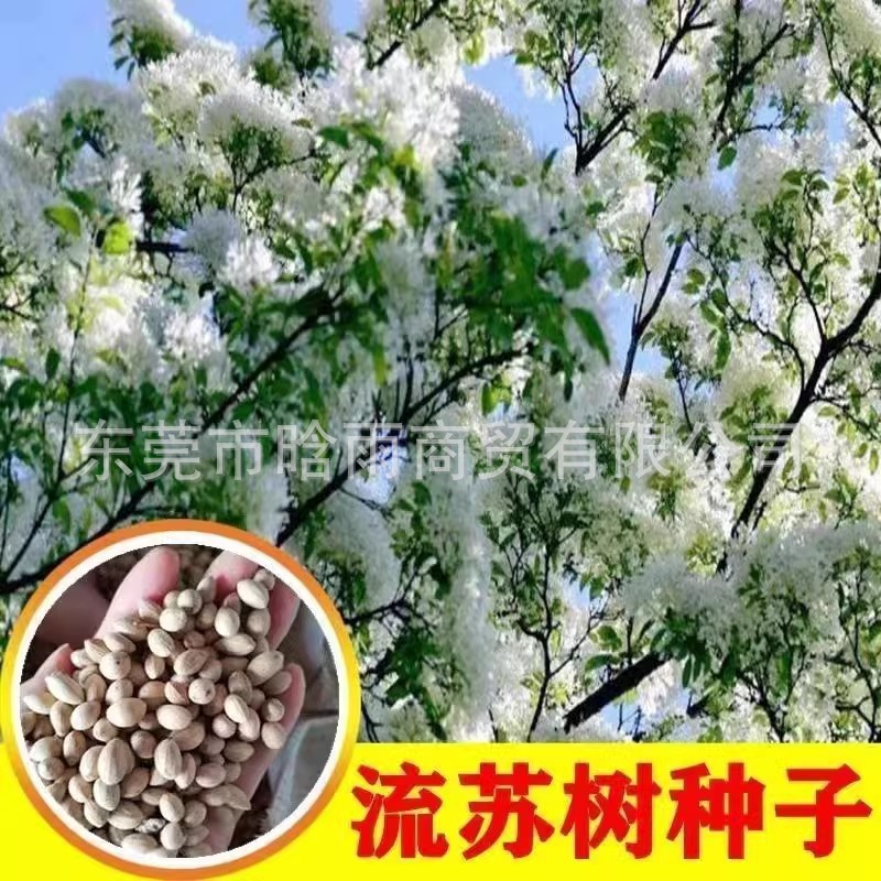 新鲜流苏树种子油棘流苏种子牛筋子乌金子可嫁接金桂桂花粘木种子