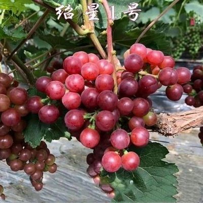 보성1호 5년근 모종 [올해의 성과] +30cm(포함)~40cm(제외)