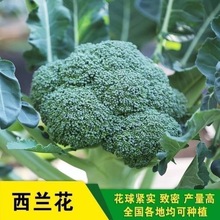 西兰花种子 四季花椰菜绿宝石蔬菜种子子高花青菜种耐寒