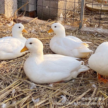 嘉大养殖场 出售宠物柯尔鸭活体 黑天鹅 赤麻鸭 绿头鸭 观赏水禽