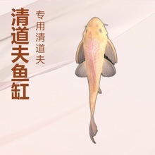 工鱼淡水清理粪便藻类清道夫热带垃圾鱼缸清洁冷水金苔鼠观赏专吃