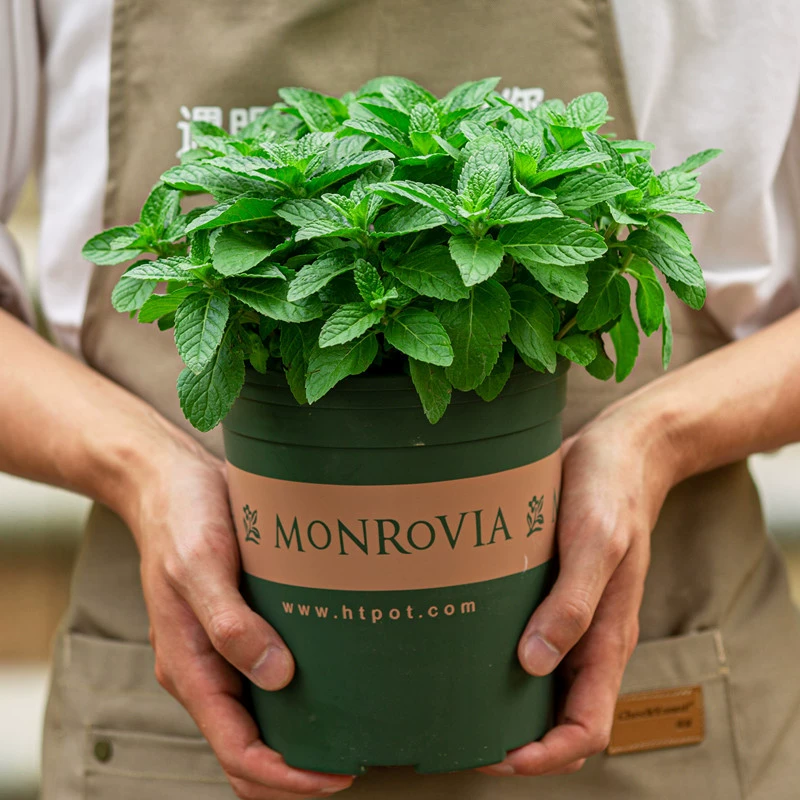 Рассада мяты в горшках комнатное гидропонное Выращивание почвы зеленая посадка рассада лимонной мяты листовые растения балкон хорошие цветы в горшках