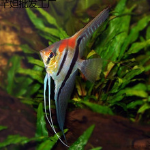 �t�������������~�}��ɯؐ���R�{�����������~�����~�Ꭷ�~�^�p�~