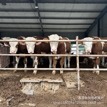 TţBֳ SţСľٝţԪsСţ