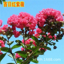 ��ޱ����t����ޱ���ռt�ϱ���ͥԺ�Nֲ�ļ��G��������ľ�L������