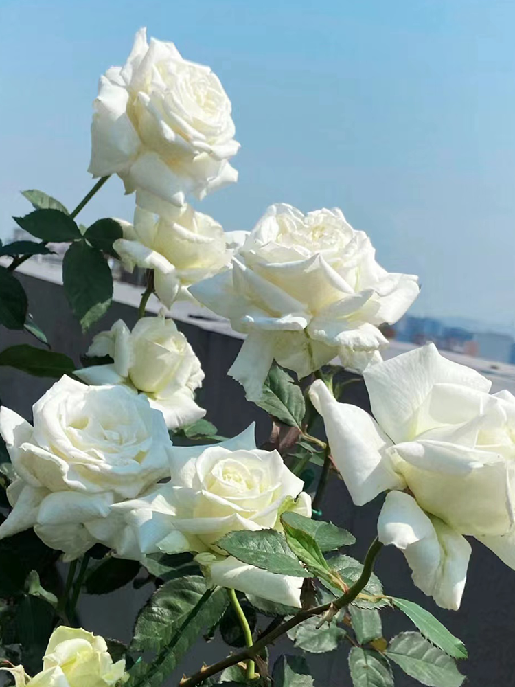 Paul Ii Rose Seedlings Bloom in All Seasons, Large Florals, Strong Fragrance, Diligent Florals, Disease-Resistant White Shrub Florals, Balcony Potted Plants