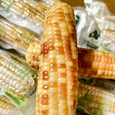 雲之萌萌果雲南早餐玉米粗糧小玉米非水果玉米 香糯小玉米糯玉米