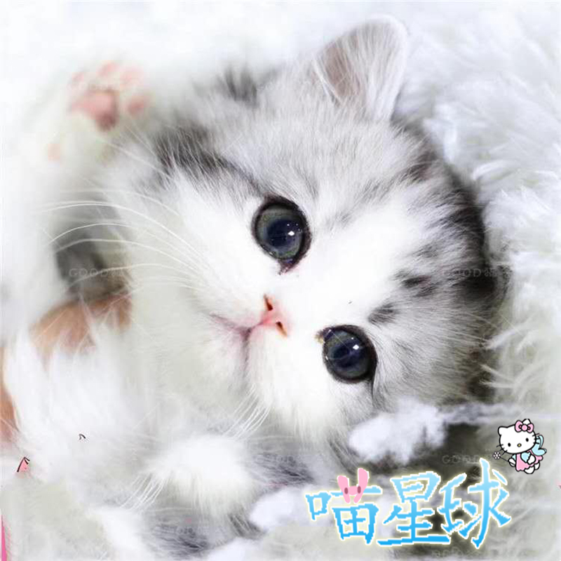 Purebred American Shorthair Cat Live Tabby Cat Dwarf Cat Fold-Eared Kitten Live Animal Pet Cat American Shorthair Plus White Cheese Cat Purebred American Shorthair Cat Live Tabby Cat Dwarf Cat Fold-Eared Kitten Live Animal Pet Cat American Shorthair Plus White Cheese Cat
