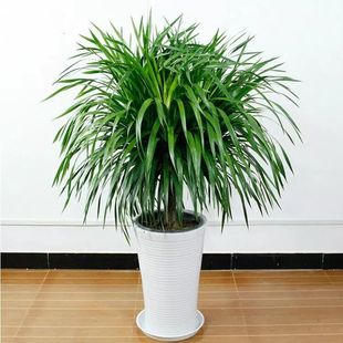 ���F����횘���^��Ѫ��͏d���Ի���ֲ����;Gֲ�k�����辰���F