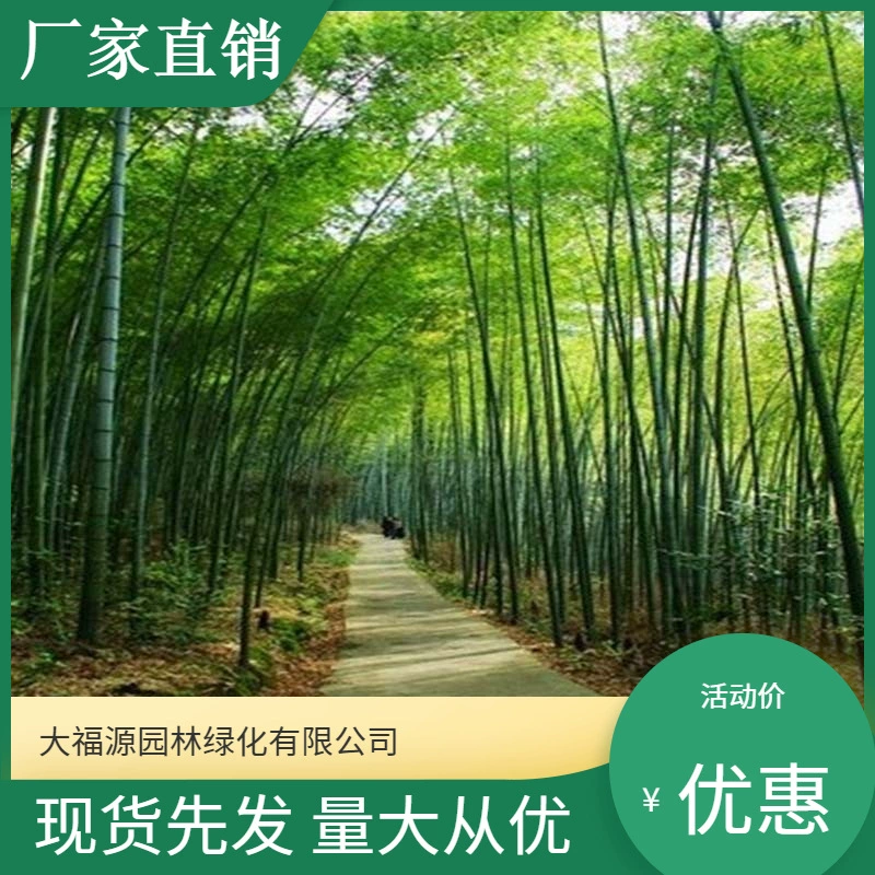 [Базовая оптовая продажа] Большая скидка Phyllostachys pubescens Рассада Живописная зона Ландшафтный дизайн Дорожного сада Озеленение рассады