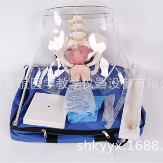 KAY-H16F高级透明女性导尿模型男女互换导尿模型护理操作训练模型