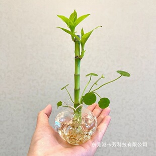 ���F��ˮ�B���҃Ⱥ��B������ȩ�����՚�ˮ��Gֲ���Բ����ߺɻ�