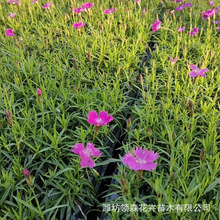 ������ľ�Wʯ�� �Wʯ��Ѩ�P��@���^�p�G�����ܚWʯ������