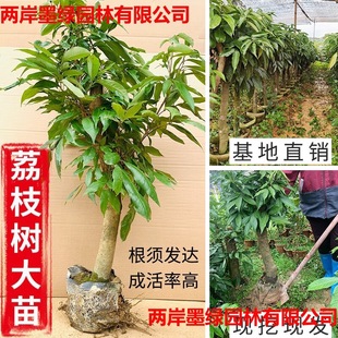 ��֦������ζ����ЦŴ���ٟo����֦���M����֦������������֦Ȧ