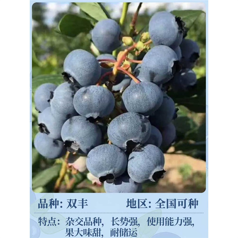 [즉각적인 결과] 쌍풍 과일은 높이가 30-50cm입니다(운남 고품질 과일은 크고 순수하고 달콤합니다) # 원래 토양