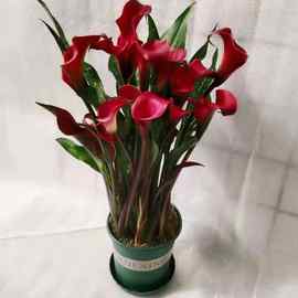 彩色马蹄莲盆栽带花盆栽好发货室内阳台庭院四季开花绿植花卉威东