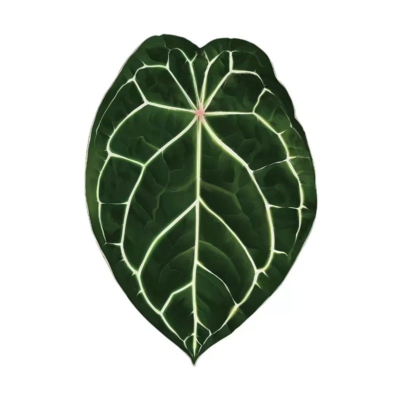 植物の魔法】熱帯の珍しい植物のアイデアの緑の植物の冷蔵庫は緑の植物の装飾の植物のシリーズの冷蔵庫を貼って貼ります。|undefined