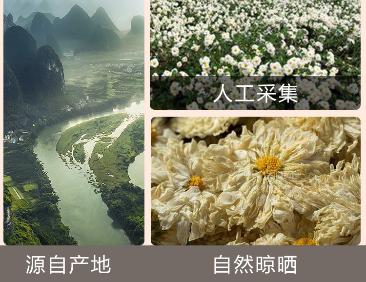Huangshan Gong Ju (Chrysanthemum morifolium) — Dried Imperial Chrysanthemum Tea, 25g Jar in use