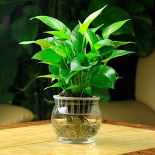 ˮ��G�}�����҃�ֲ��͏dˮ�Bֲ��  ˮ��G�}����