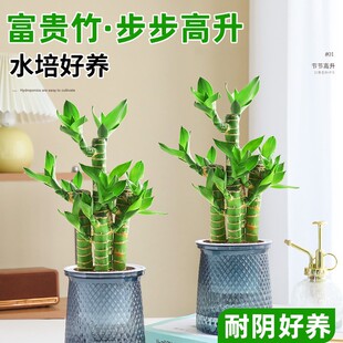 �Ⱥ��B�ļ����B����ֲؔ���k���Ҳ����߸��F������ˮ��Gֲ����