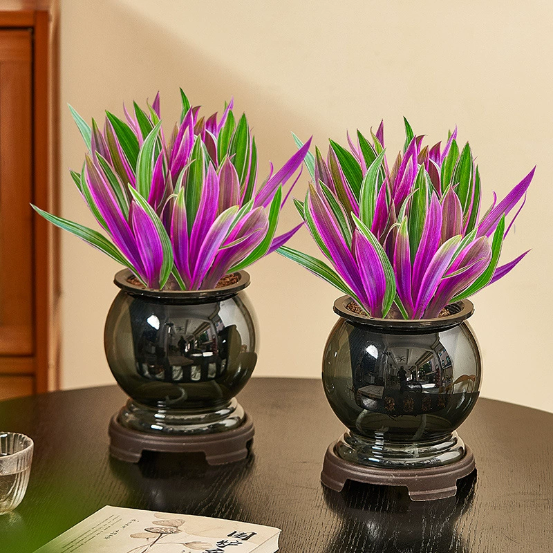 Гидропонные растения фиолетовой орхидеи легко выращивать в любое время года, комнатные настольные горшечные растения, цветы на балконе, зеленые растения в гостиной, небольшие бонсай.