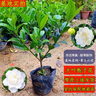 �d�ӻ�����~����ͥԺ�����ذ�󻨶��ļ��_���҃������ԃ����՚�