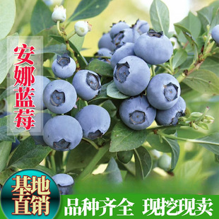 ��Ʒ�N�{ݮ����簲���{ݮ�����Ե������ϸ߅��������l؛����Y��