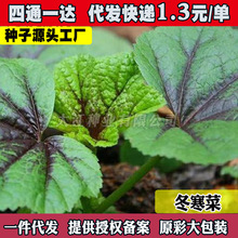 Ŵ�׶����˷N�Ӹ��}�R��˿��˴����ļ����{�˷N���̨�߲��Ѵ�ȫ