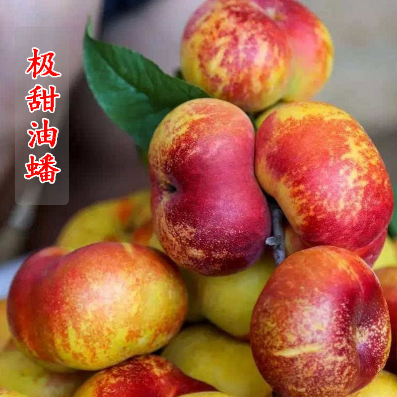 油蟠桃树果苗早熟桃树嫁接苗大树黄蟠桃树苗南方北方种植果树果苗