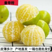 广西皇帝柑新鲜橘子9斤应当季摘柑橘甜桔子水果整箱批发包邮