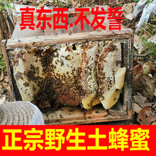 神农架野生深山下雪天割蜜一年割一次的百花蜜野生土蜂蜜500g