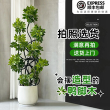 _ľ͏dľZƲ҃ش;Gֲļֲ